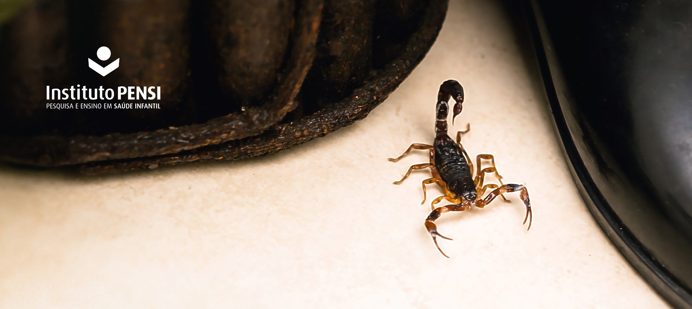 Os escorpiões estão por aí, tome cuidado!
